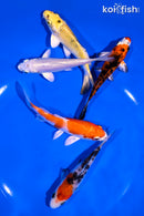 PACK OF (5) 4-5" STANDARD KOI