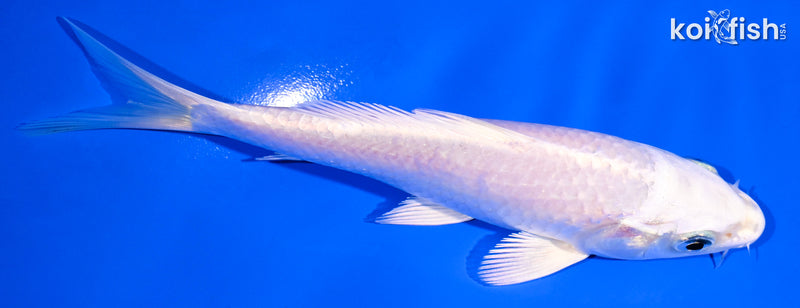 5.25" PLATINUM OGON