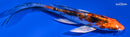 5.5" HEISEI NISHIKI BUTTERFLY