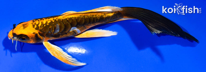 6" ARAGOKE ORENJI MATSUBA BUTTERFLY