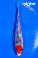 4.5" SANKE