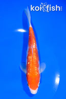 6.75" GINRIN KOHAKU