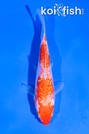 4" GINRIN KOHAKU