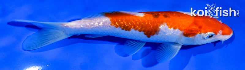 6" GINRIN KOHAKU