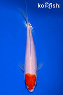 6.75" KOHAKU