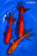 PACK OF (3) 5" WAKIN GOLDFISH