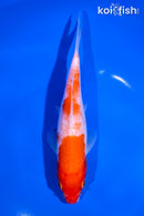 6.75" KOHAKU