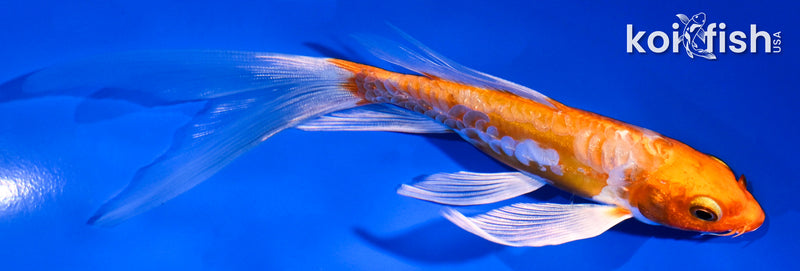 6" ARAGOKE HARIWAKE BUTTERFLY