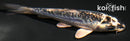 3.75" GINRIN KIKOKURYU