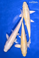 PACK OF (3) 6.5-7" STANDARD KOI
