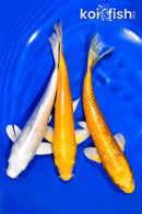 PACK OF (3) 6.75-7.25" STANDARD KOI
