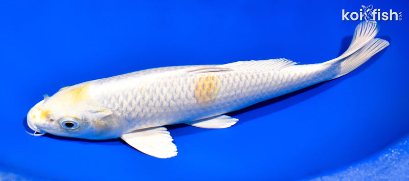 10.75" LEMON HARIWAKE