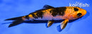 4.5" KIN HI UTSURI