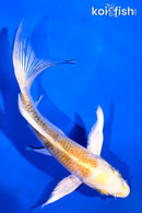 5" YAMATO NISHIKI BUTTERFLY