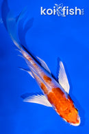 4.5" KIKUSUI BUTTERFLY