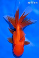 4.75" ORANDA GOLDFISH