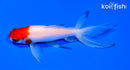 5.75" SARASA WATONAI GOLDFISH