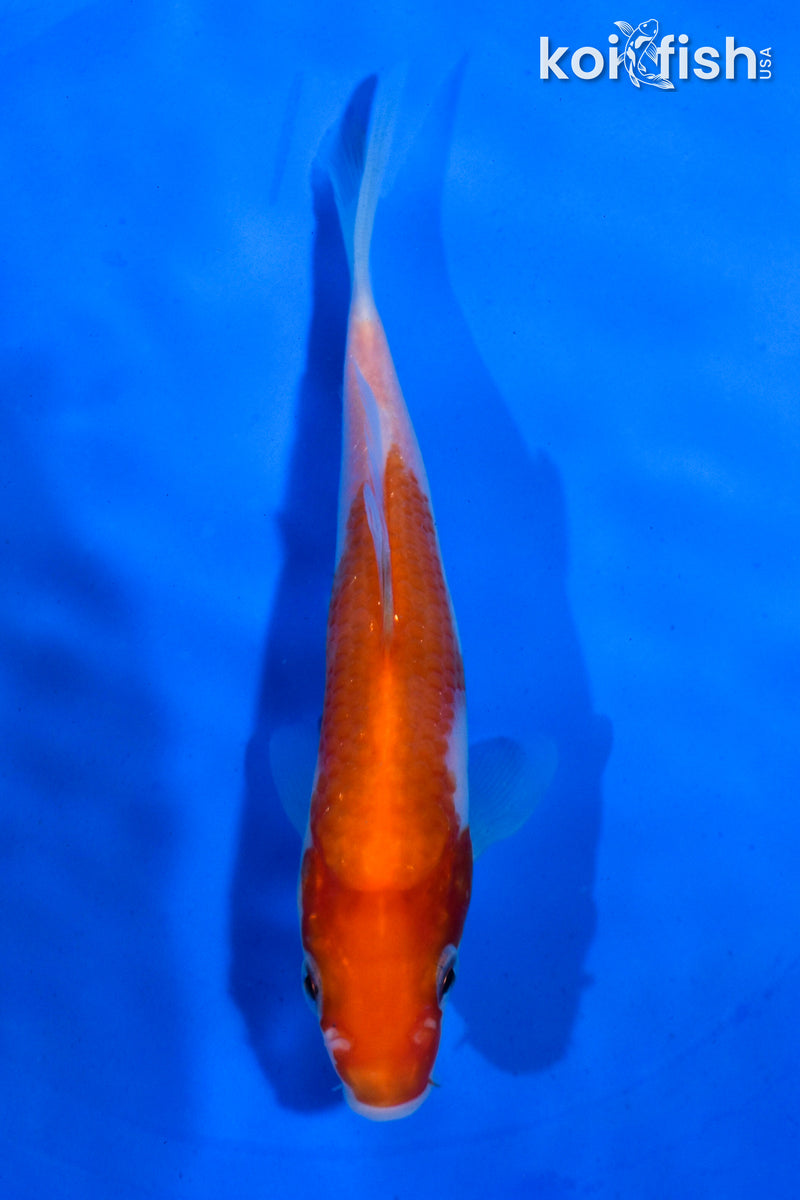 5" KOHAKU