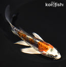 5.75" BENI KIKOKURYU BUTTERFLY