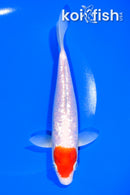 6.5" GINRIN TANCHO KOHAKU