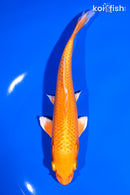 6.5" ORENJI OGON