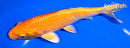 6.75" ORENJI OGON