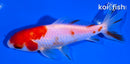 4.75" SARSA WAKIN GOLDFISH