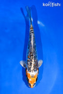 5" GINRIN BENI KIKOKURYU