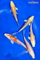 PACK OF (5) 4-4.5" STANDARD KOI