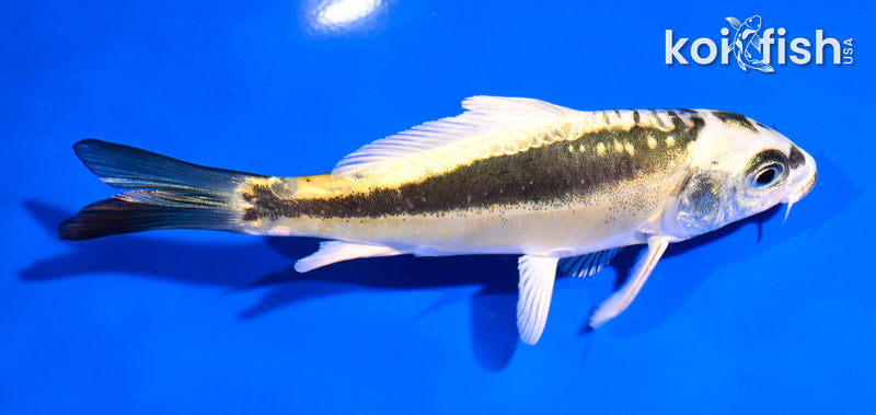 Black Koi Fish for Sale | Koi Fish USA – Page 13