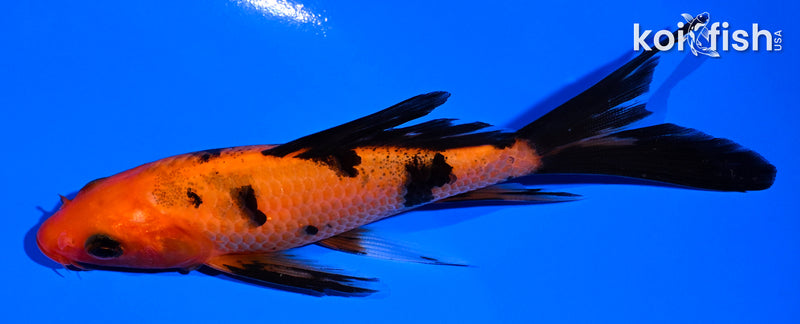 4.75" AKA BEKKO BUTTERFLY