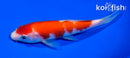 5.5" KOHAKU