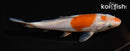 5.5" OCHIBA SHIGURE