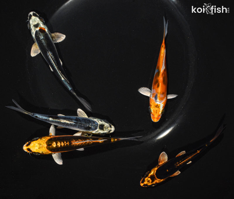 Pack of (5) 3.5-4.5" Standard Ghost Koi