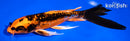 7.75" BENI KIKOKURYU BUTTERFLY