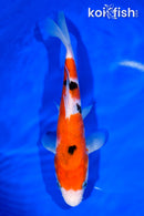 9.25" SANKE