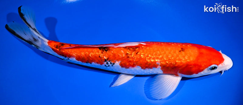 11.25" GINRIN SANKE