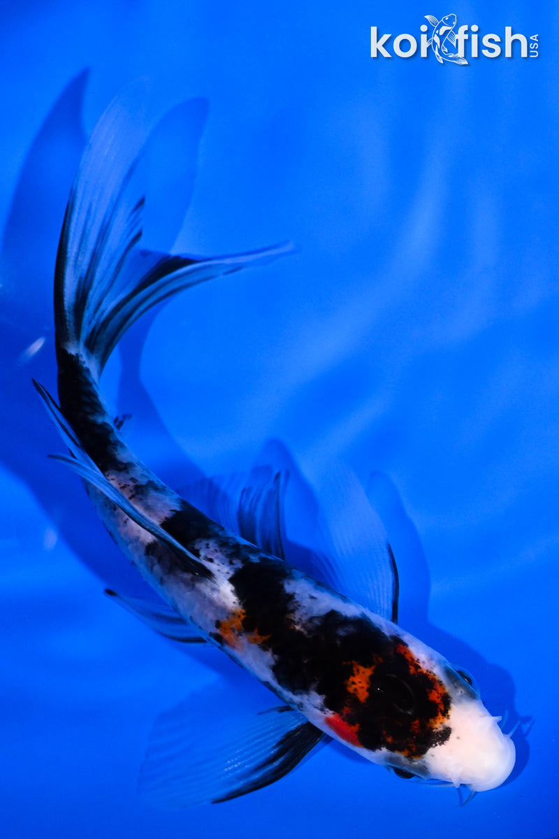 4.75" SANKE BUTTERFLY