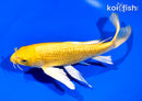 9.25" YAMABUKI OGON BUTTERFLY