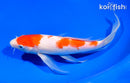 9.25" KOHAKU BUTTERFLY