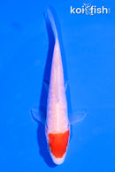 4.5" DOITSU TANCHO KOHAKU