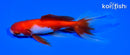 5.75" WATONAI GOLDFISH