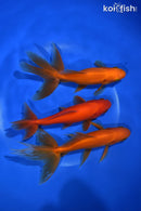 PACK OF (3) 5-6" WAKIN GOLDFISH