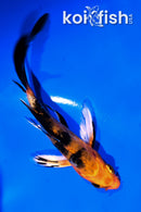 4" DOITSU KIN ORENJI BEKKO BUTTERFLY