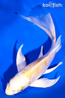 7" LEMON HARIWAKE BUTTERFLY