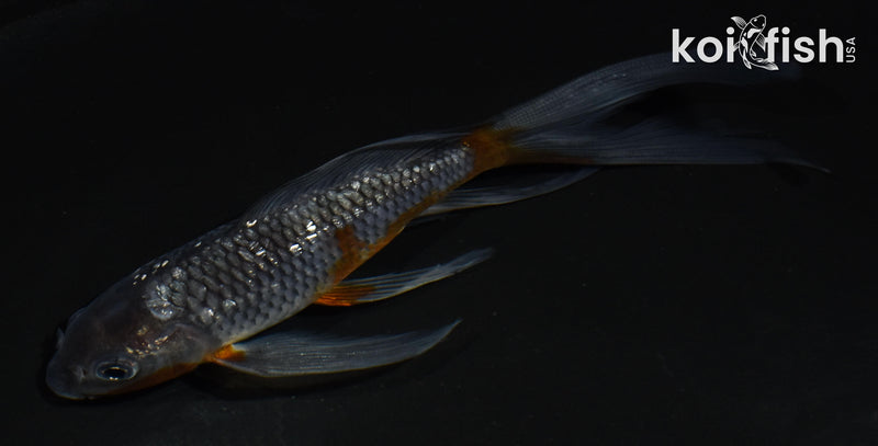 5.5" GINRIN OCHIBA SHIGURE BUTTERFLY