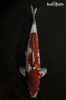 14.5" GINRIN OCHIBA SHIGURE