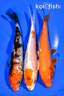 6.75 - 7" PACK OF (3) STANDARD KOI
