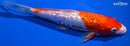 8.75" GINRIN KOHAKU