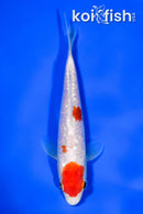 6.25" GINRIN MARUTEN KOHAKU